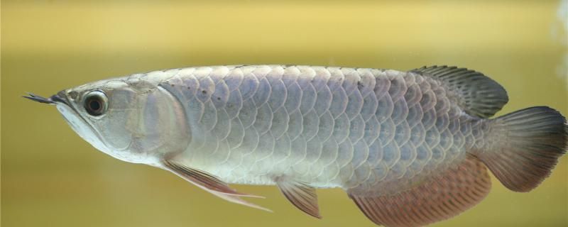 银龙鱼能长多长能活多久 印尼四纹虎