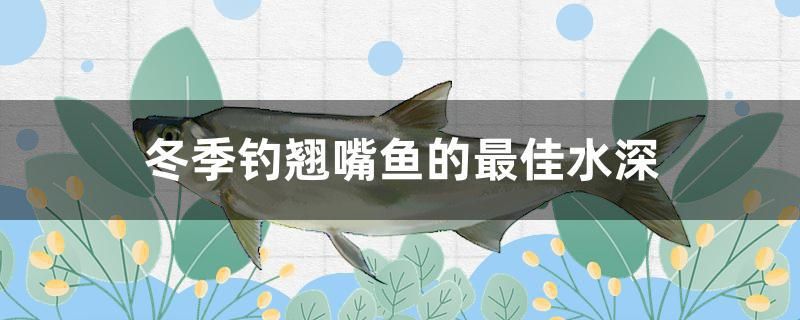 冬季钓翘嘴鱼的最佳水深 广州龙鱼批发市场