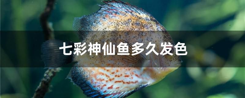 七彩神仙鱼多久发色