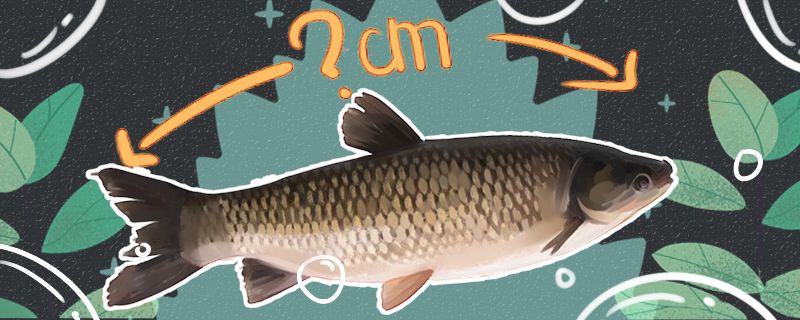草鱼可以长到多大多大能产卵 cips2024第28届cips长城杯宠物水族博览会