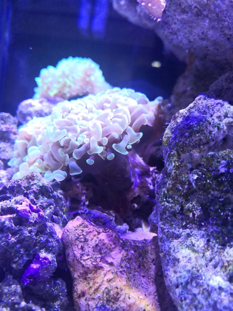 榔头珊瑚被蛰了