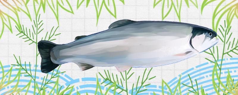 大西洋鲑鱼是三文鱼吗和三文鱼有什么区别 福满钻鱼