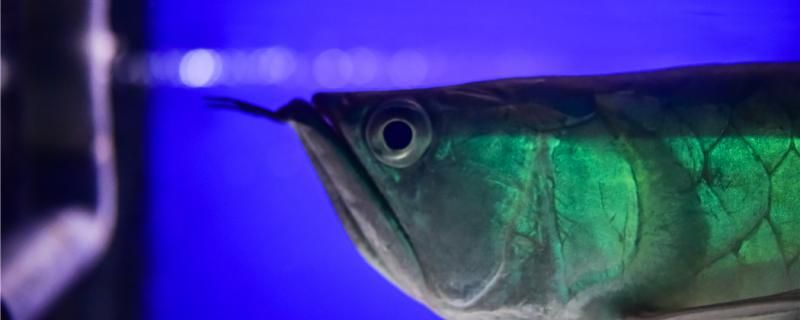 鱼眼睛凸起来怎么回事鱼眼睛凸起来怎么治