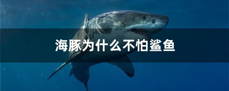 海豚为什么不怕鲨鱼 祥龙鱼场品牌产品