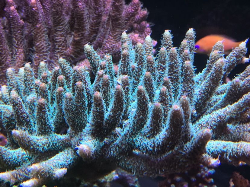 印尼珊瑚