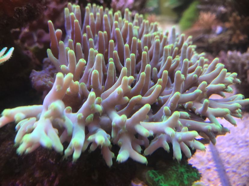 印尼珊瑚