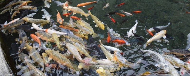 露天鱼池怎样保持水清如何改善水质 红龙专用鱼粮饲料