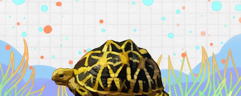 印度星斑陆龟好养吗怎么养 祥龙进口元宝凤凰鱼