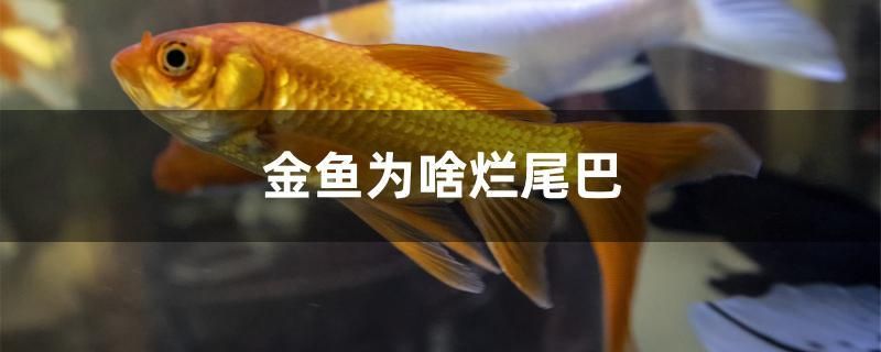 金鱼为啥烂尾巴 二氧化碳设备