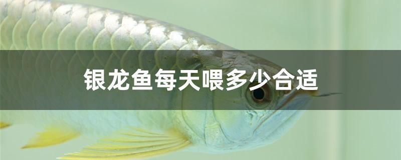 银龙鱼每天喂多少合适 恐龙王鱼