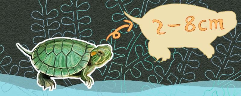 巴西龟长的快吗一年能长多大