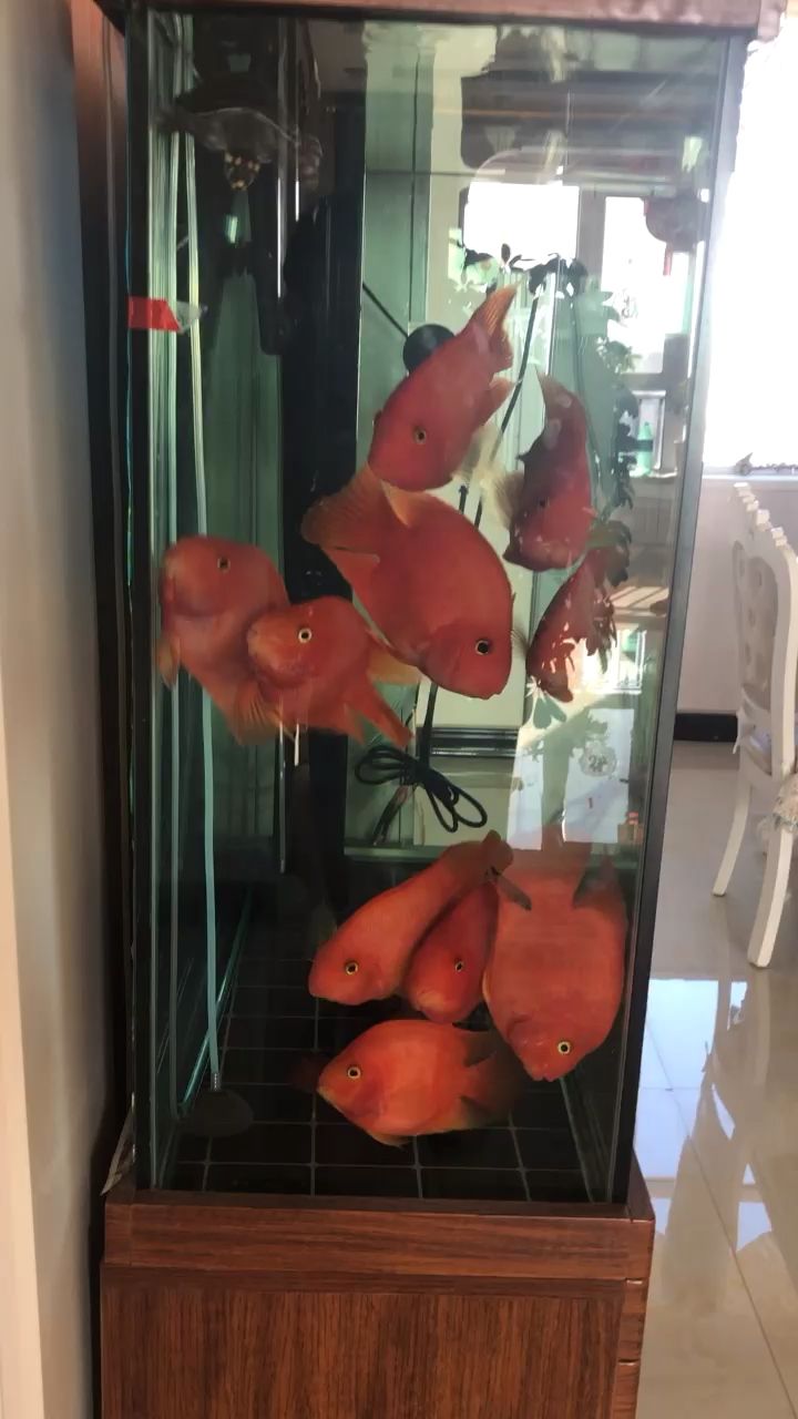 红红火火鹦鹉鱼，饲料要合适 观赏鱼论坛 第1张