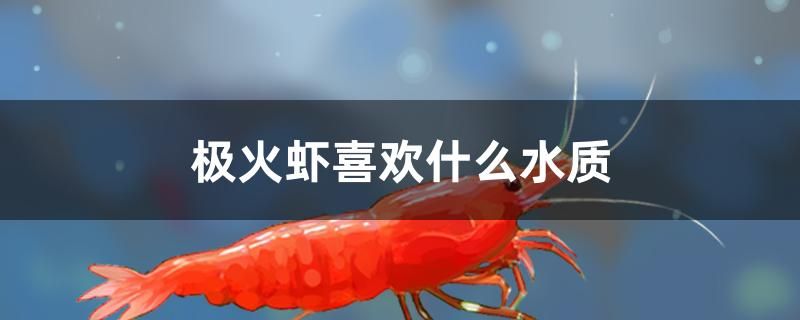 极火虾喜欢什么水质