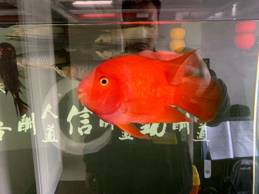红红的鹦鹉鱼