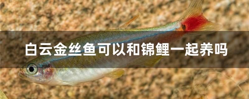 白云金丝鱼可以和锦鲤一起养吗 网上购买观赏鱼