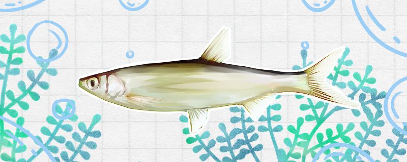 白条鱼好养吗怎么养 水族维护服务（上门）