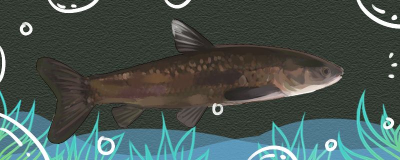 青鱼是海鱼吗在淡水中能活吗