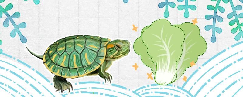幼年巴西龟不吃东西怎么办
