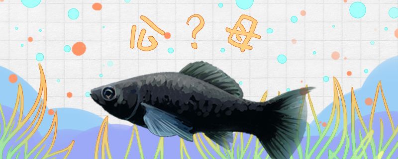 黑玛丽鱼怎么分公母公母能一起养吗 海象鱼