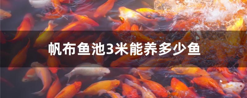 帆布鱼池3米能养多少鱼 玫瑰银版鱼