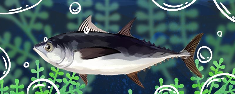 金枪鱼是深海鱼吗在浅水中能活吗