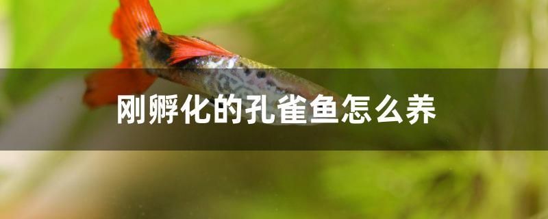 刚孵化的孔雀鱼怎么养 红尾平克鱼
