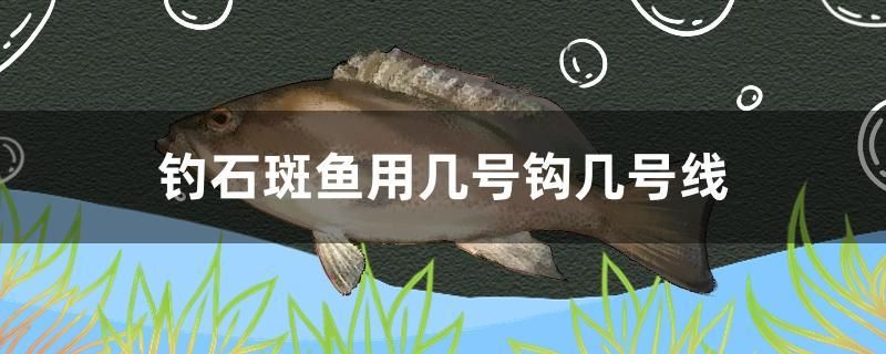 钓石斑鱼用几号钩几号线 祥禾Super Red红龙鱼