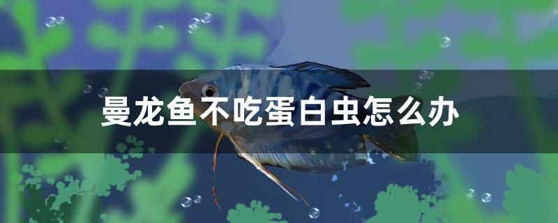曼龙鱼不吃蛋白虫怎么办 红眼黄化幽灵火箭鱼|皇家火箭鱼