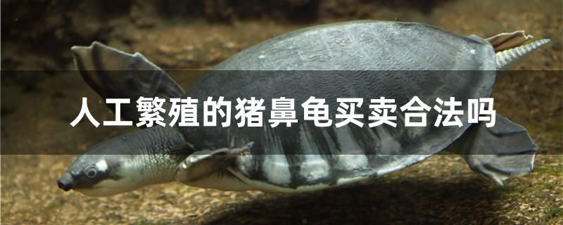 人工繁殖的猪鼻龟买卖合法吗 国产元宝凤凰鱼