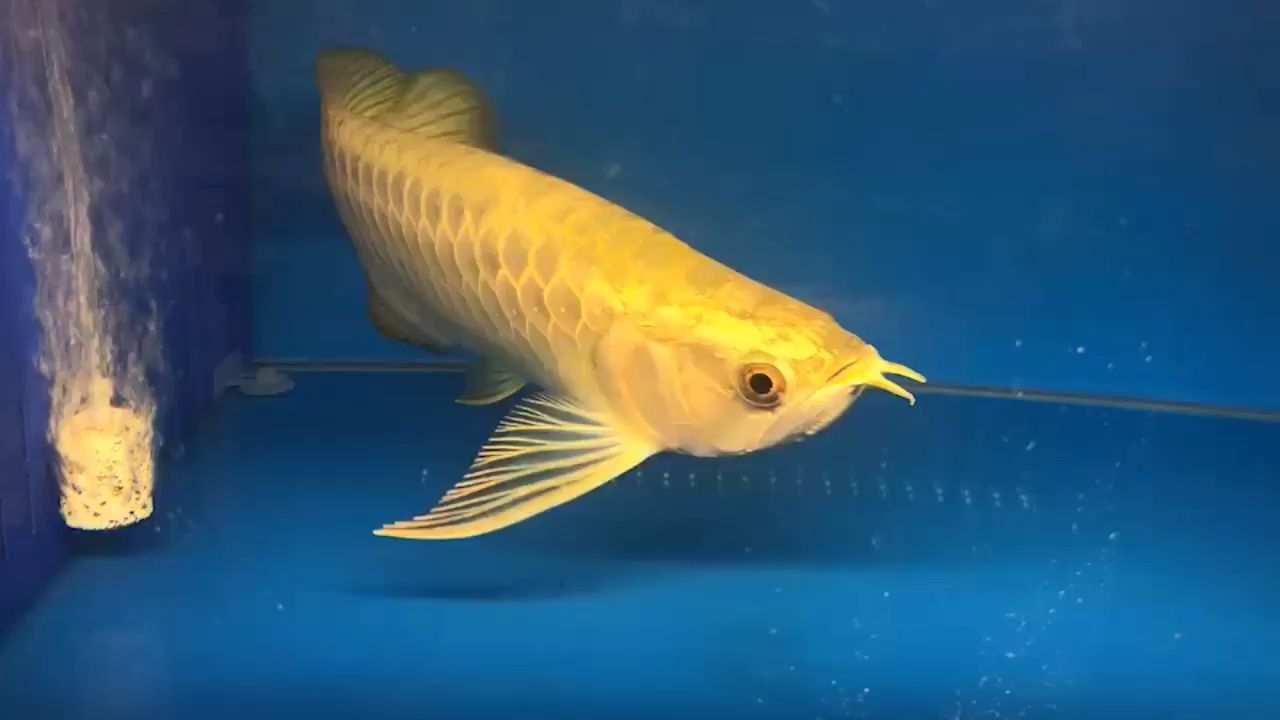 纽利浦定时超薄潜水灯，照出效果的颜色 观赏鱼论坛 第1张