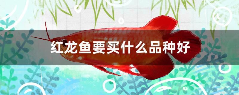 红龙鱼要买什么品种好 胭脂孔雀龙鱼
