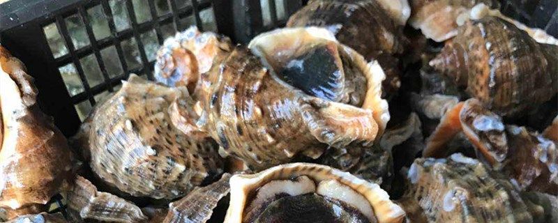海螺多少钱一斤海螺怎么看新鲜不新鲜