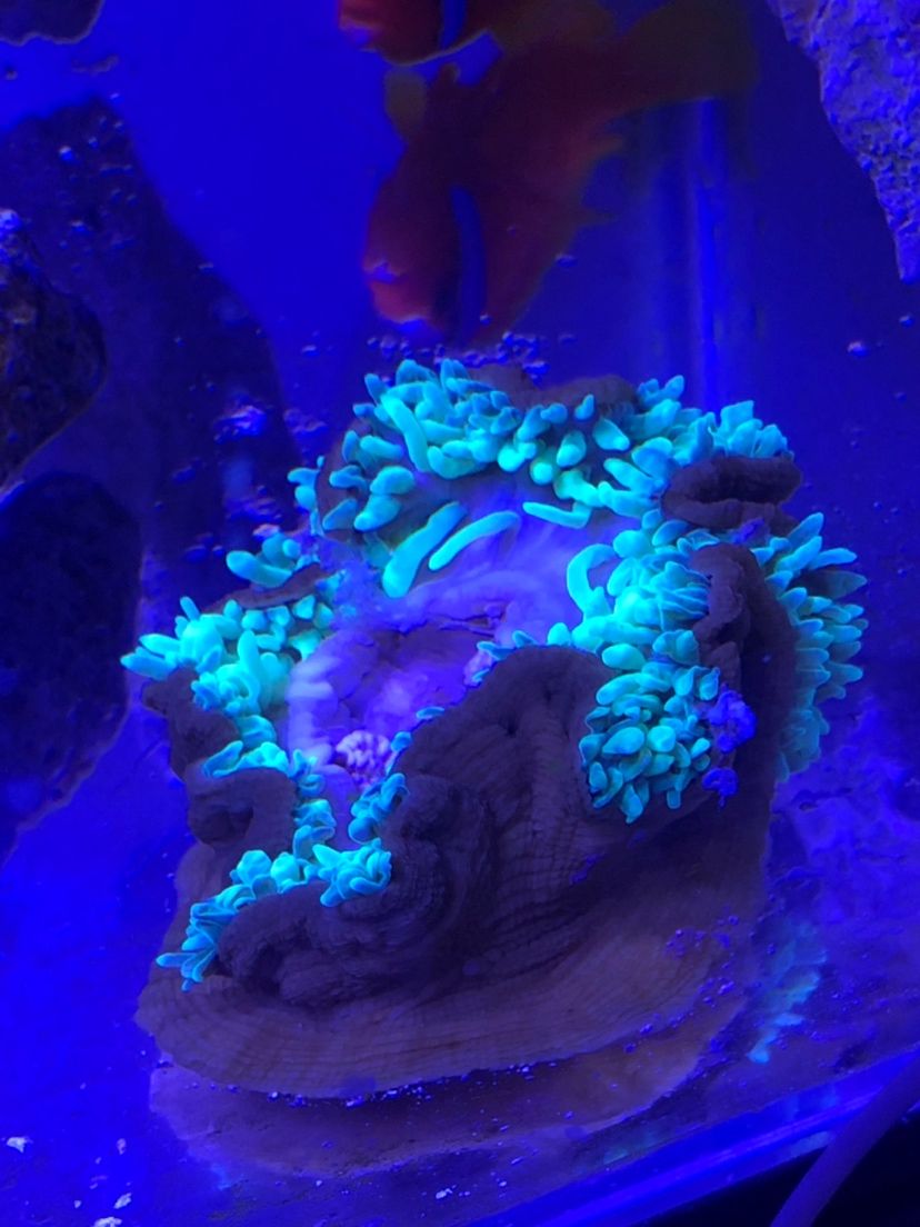 昨天餵食完，我的海葵今天就這樣了，有大神知道是什麼原因嗎，我的缸還有鈕扣跟俗稱豬肉的珊瑚