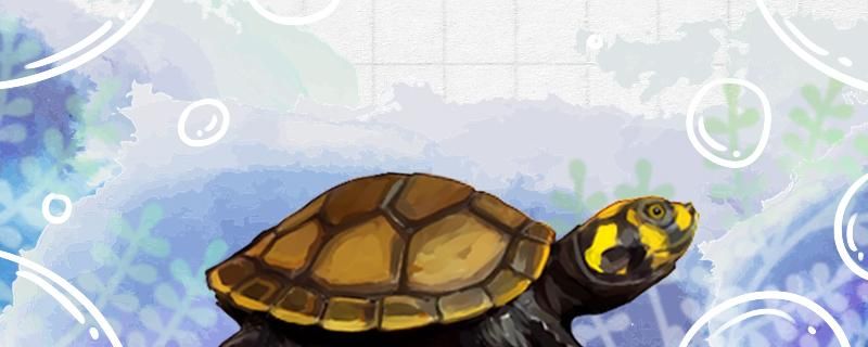 黄头侧颈龟怎么养会漂亮怎么养长得大