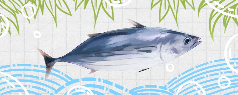 鲣鱼是什么鱼是鲅鱼吗 广州水族批发市场