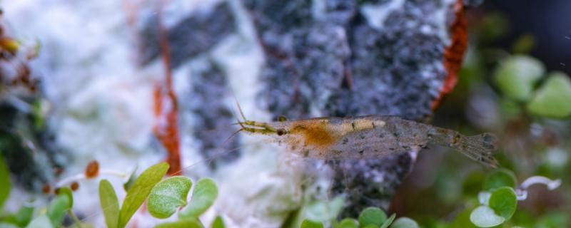 黑壳虾怎么快速繁殖 虎斑恐龙鱼