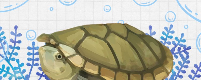 哈雷拉泥龟能冬眠吗什么时候冬眠