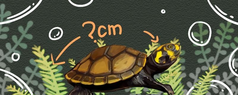 黄头侧颈龟成体多大什么时候能繁殖