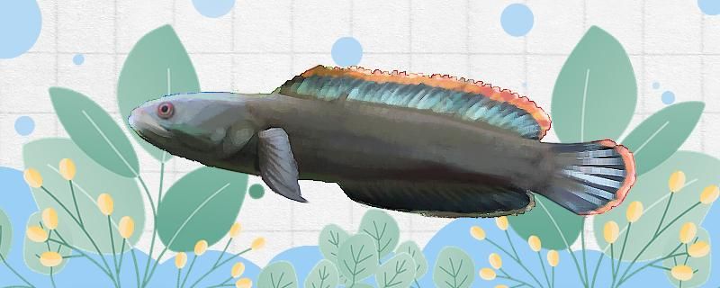 彩虹雷龙鱼是冷水鱼还是热带鱼