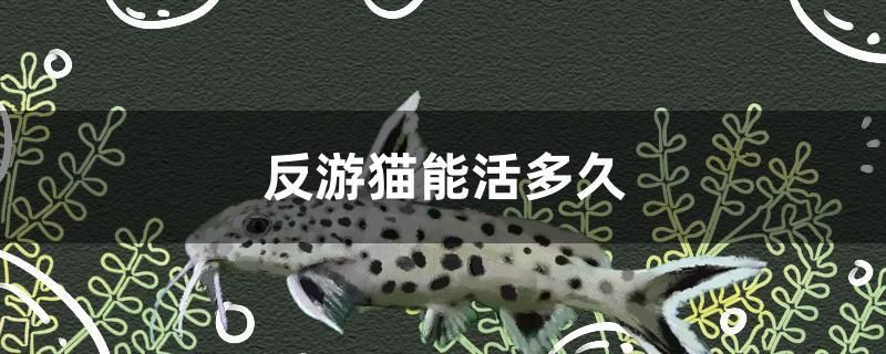 银龙鱼可以随便养吗（ 银龙鱼家养能繁殖吗?） 野彩鱼
