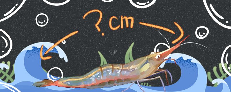 红鼻虾能长多大能活多久 黄吉金龙（白子金龙鱼）