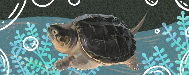 鳄龟是淡水龟还是海水龟用什么水养好