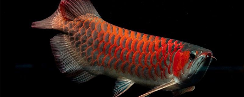 红龙鱼水温多少度最好多少度发色好 森森鱼缸