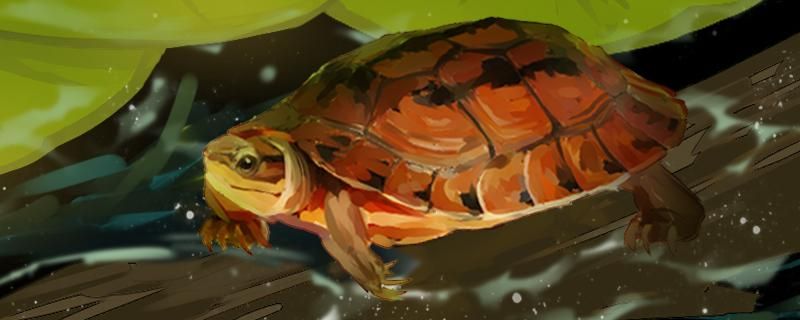 金钱龟是水龟还是半水龟水位多高合适