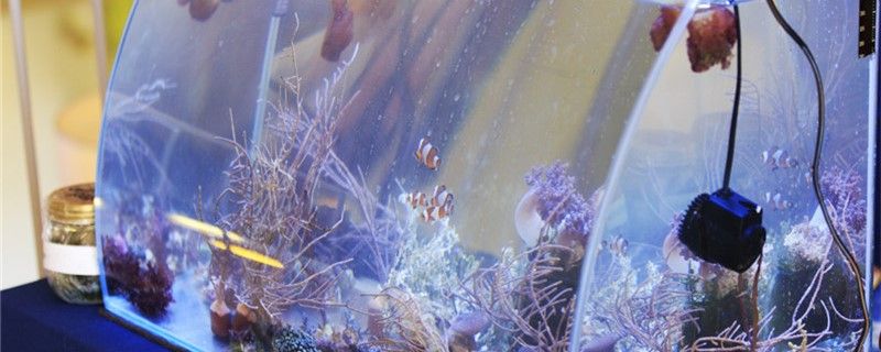 鱼缸为什么起黄褐斑如何预防爆藻 白玉红龙鱼
