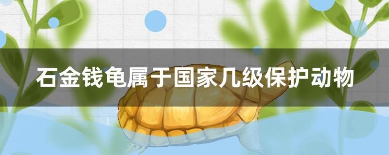 石金钱龟属于国家几级保护动物