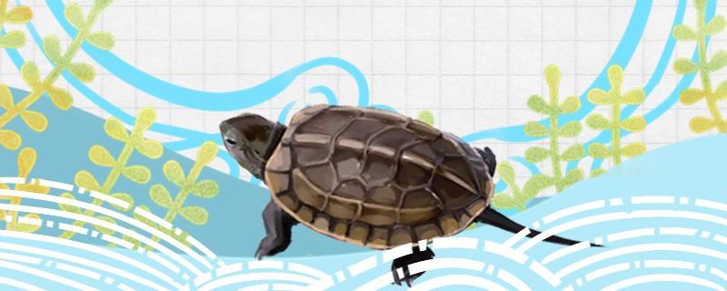 草龟不放水里可以养吗在什么温度中养 除藻剂