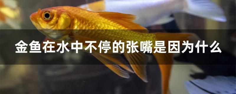 广州鱼缸造景用的杜鹃根卖多少钱一棵的简单介绍