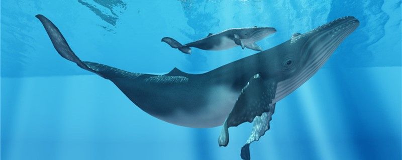 鲸鱼和海马哪个是真正的鱼哪个是哺乳动物