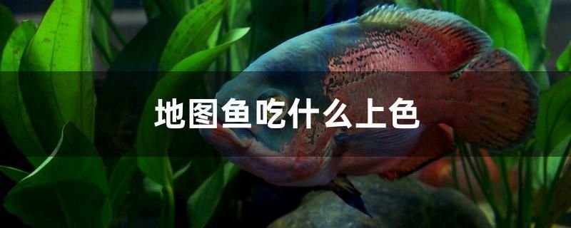 地图鱼吃什么上色 广州观赏鱼鱼苗批发市场